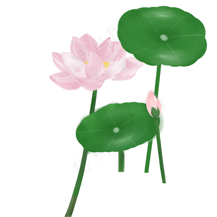 红粉色荷花绿色荷叶免抠图(2000X2000(DPI:300))psd模版下载