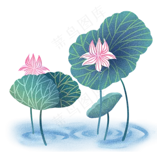 夏天荷花荷叶水波纹