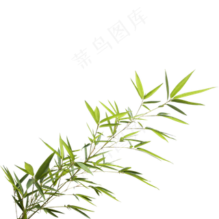 一根绿色竹子,免抠元素