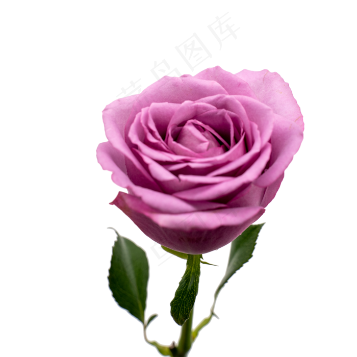 玫瑰花紫色(2000*2000px 300 dpi )
