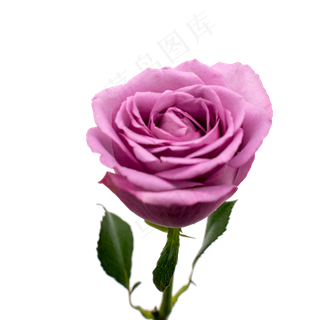 玫瑰花紫色