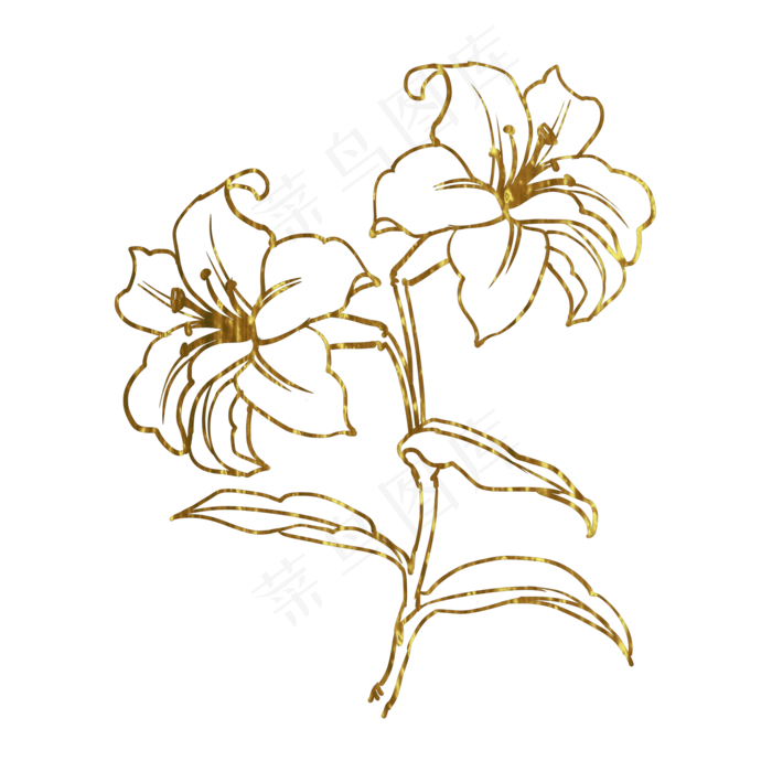 金色花百合,免抠元素