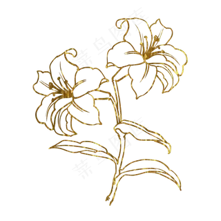 金色花百合,免抠元素