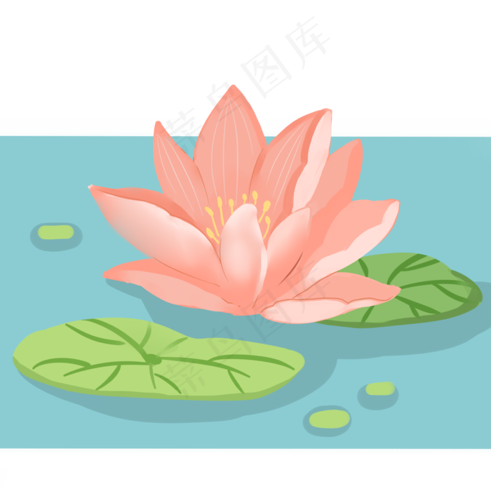 夏天夏日荷花莲花睡莲荷叶花朵池