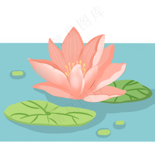 夏天夏日荷花莲花睡莲荷叶花朵池