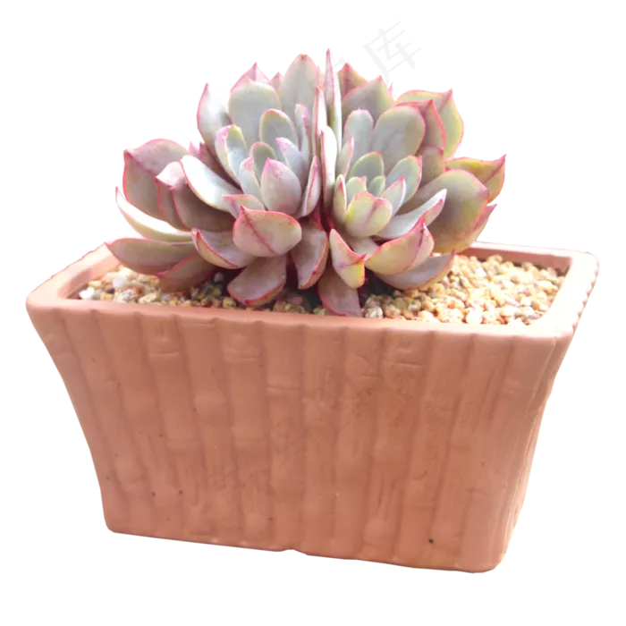 多肉植物,免抠元素