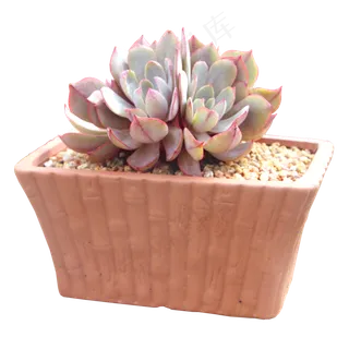 多肉植物,免抠元素
