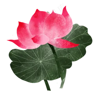 夏日清新水彩荷花荷叶