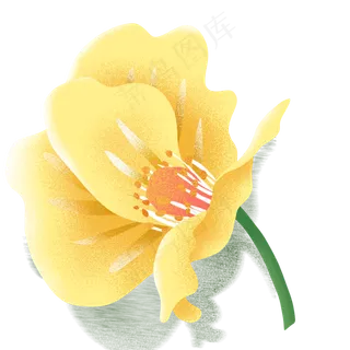 盛开的黄色鲜花下载