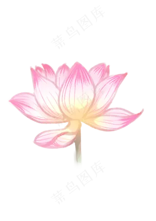 手绘夏日荷花PNG下载