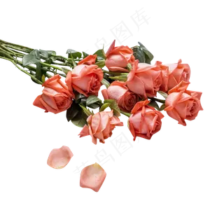 七夕节芬芳玫瑰