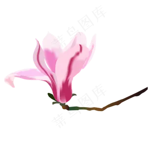 矢量免扣卡通玉兰花,免抠元素