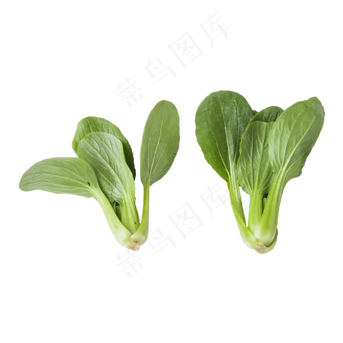 青菜（png免抠）(2000X2000(DPI:72))psd模版下载