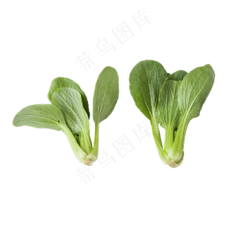 青菜（png免抠）
