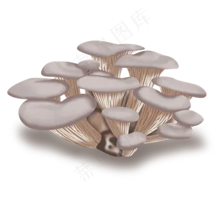 手绘平菇菌子蘑菇食用菌