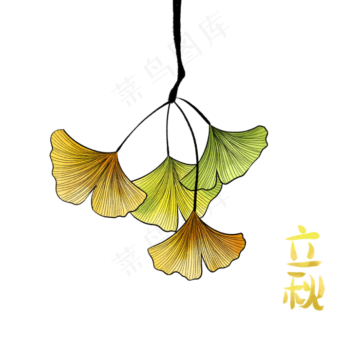 节气立秋银杏(2000X2000(DPI:300))psd模版下载