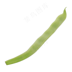 绿色扁豆