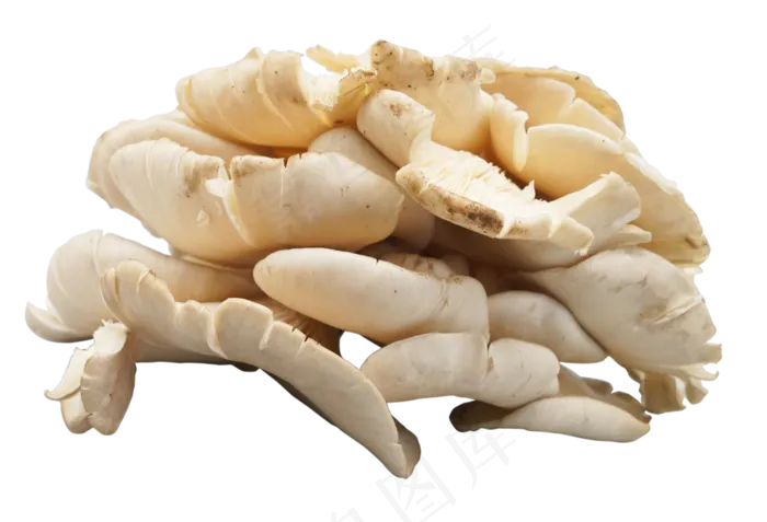 白色新鲜蘑菇(2937*2000px 300 dpi )