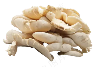 白色新鲜蘑菇