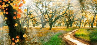 文艺秋日合成风景