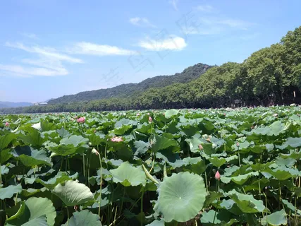 接天莲叶无穷碧 接天莲叶无穷碧