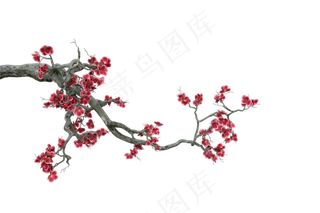 古树梅枝