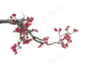 古树梅枝