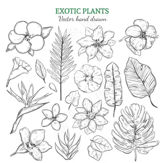 手绘异国植物套装 手绘异国植物套装