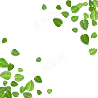 孤立在白色背景上的绿茶叶