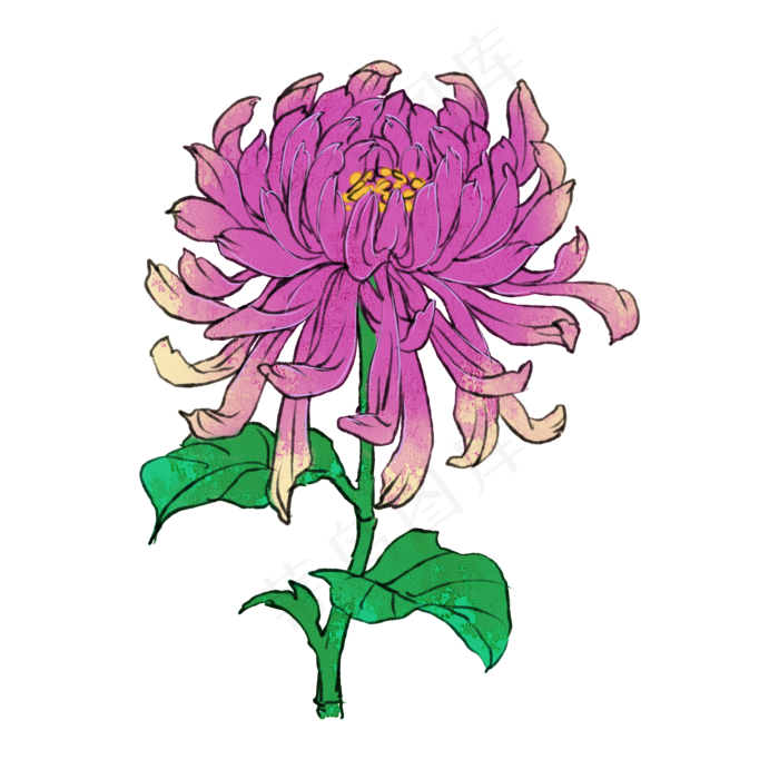 菊花九月九重阳节(2000X2000(DPI:300))psd模版下载