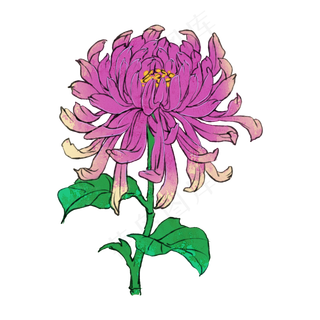 菊花九月九重阳节