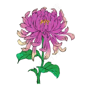 菊花九月九重阳节