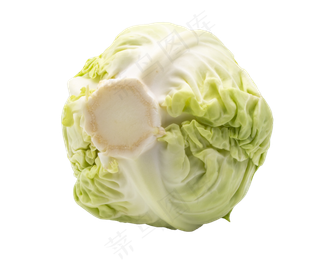 有机蔬菜卷心菜