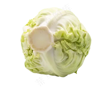 有机蔬菜卷心菜 有机蔬菜卷心菜
