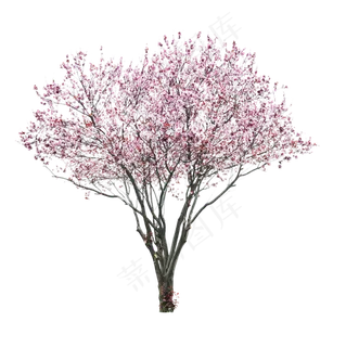 樱花开花植物免扣png  樱花开花植物免扣png