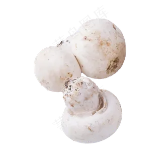 白蘑菇(png免抠）