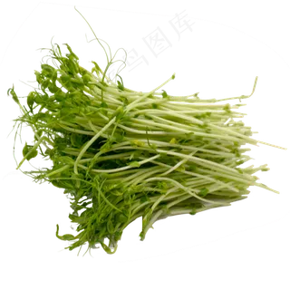 蔬菜豆苗 蔬菜豆苗