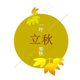 简约立秋叶知秋金黄枫叶
