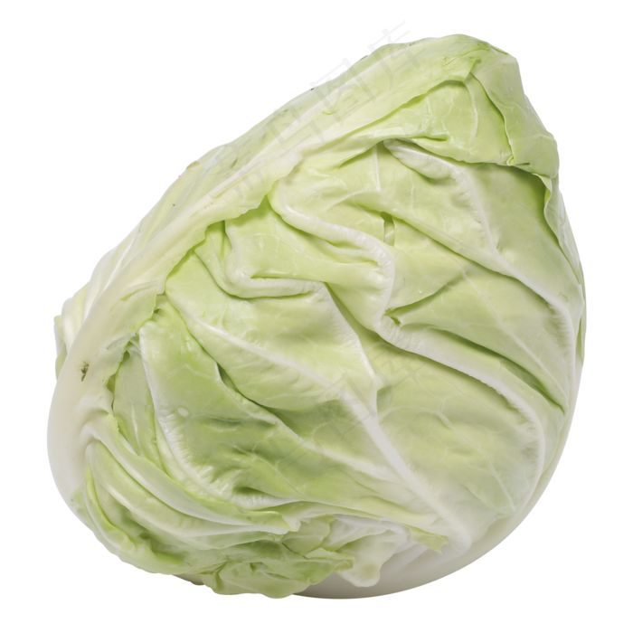 绿色卷心菜实拍