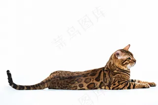 白色背景上的金色孟加拉猫