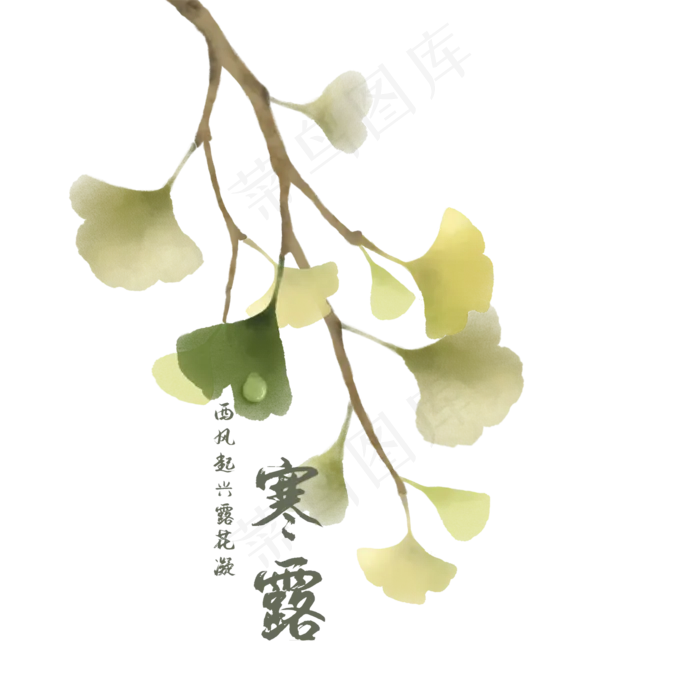 寒露银杏叶树枝露珠(2000X2000(DPI:300))psd模版下载