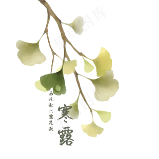 寒露银杏叶树枝露珠