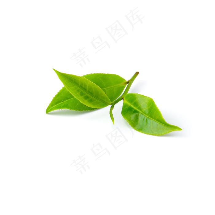 _白底绿茶叶4