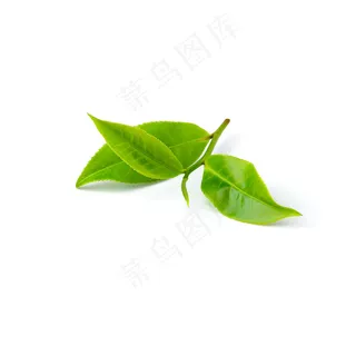 _白底绿茶叶4 _白底绿茶叶4