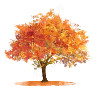秋天枫树素材