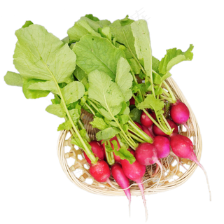 绿色有机水萝卜