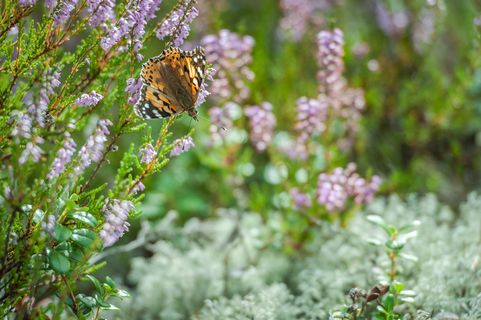 粉红色普通杂色上美丽的橙色蝴蝶