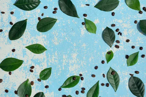 棕色咖啡豆，绿色叶子，蓝色木质背景，带阴影