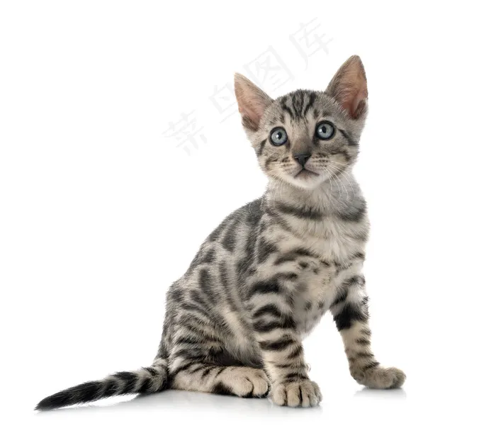 白色背景前的孟加拉猫