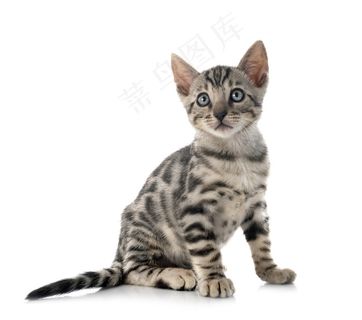 白色背景前的孟加拉猫